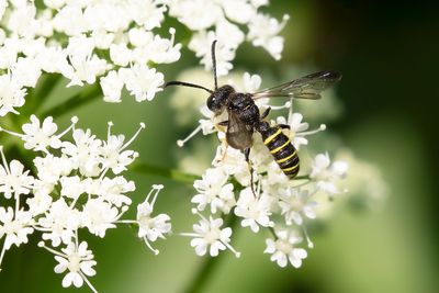 KNOOPWESP ONBEKEND - Cerceris sp.