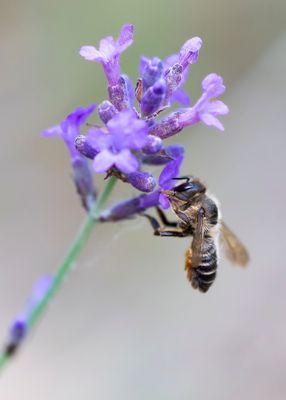 BEHANGERSBIJ ONBEKEND - Megachile spec.