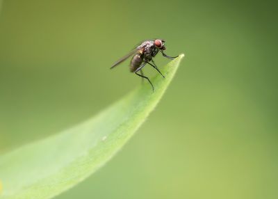 BLOEMVLIEG ONBEKEND - Anthomyiidae spec.