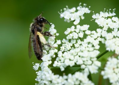 ZANDBIJ ONBEKEND - Andrena spec. -