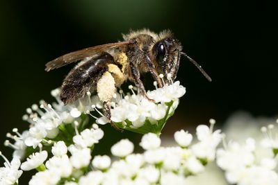 ZANDBIJ ONBEKEND - Andrena spec. -