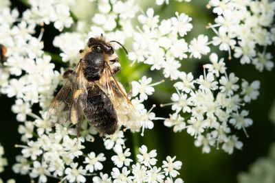 ZANDBIJ ONBEKEND - Andrena spec. -