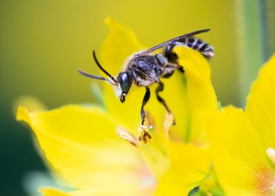 Macropis fulvipes - BRUINE SLOPKOUSBIJ