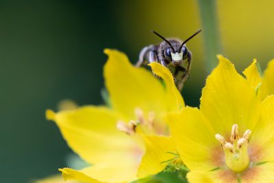 Macropis fulvipes - BRUINE SLOPKOUSBIJ