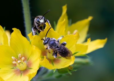 Macropis fulvipes - BRUINE SLOPKOUSBIJ