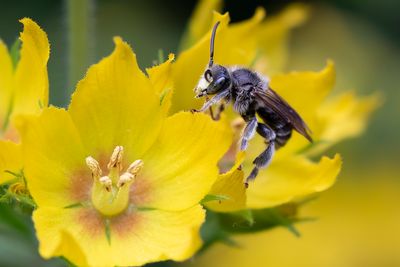 Macropis fulvipes - BRUINE SLOPKOUSBIJ