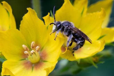 Macropis fulvipes - BRUINE SLOPKOUSBIJ