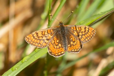 MARSH FRIRILLARY - Euphydryas aurinia - MOERASPARELMOERVLINDER