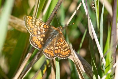 MARSH FRIRILLARY - Euphydryas aurinia - MOERASPARELMOERVLINDER