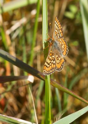 MARSH FRIRILLARY - Euphydryas aurinia - MOERASPARELMOERVLINDER