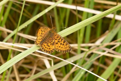 SMALL PEARL-BORDERED FRITILLARY - Boloria selene - ZILVEREN MAAN