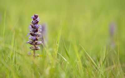 BLUE BUGLE - Ajuga reptans - KRUIPEND ZENEGROEN