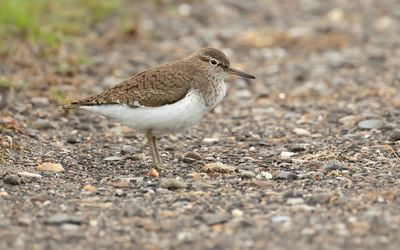 COMMON SANDPIPER - Actitis hypoleucos - OEVERLOPER