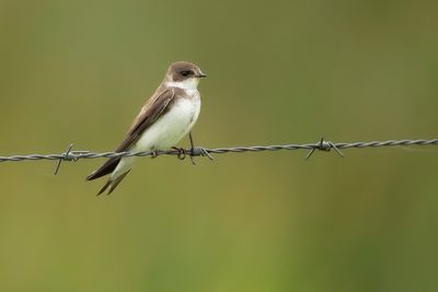 SAND MARTIN - Riparia riparia - OEVERZWALUW