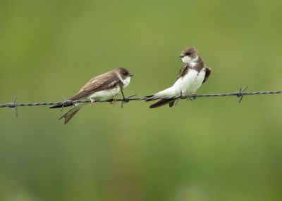 SAND MARTIN - Riparia riparia - OEVERZWALUW