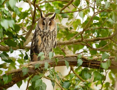 LONG-EARED OWL - Asio otus - RANSUIL
