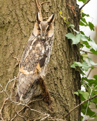 LONG-EARED OWL - Asio otus - RANSUIL