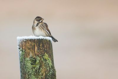 REED BUNTING - Emberiza schoeniclus - RIETGORS