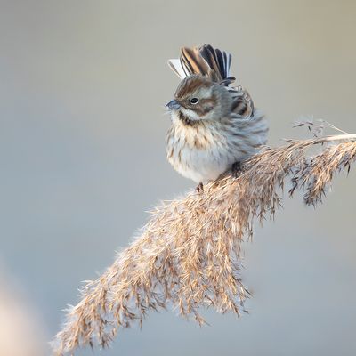 REED BUNTING - Emberiza schoeniclus - RIETGORS