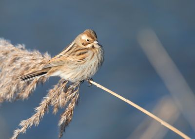 REED BUNTING - Emberiza schoeniclus - RIETGORS