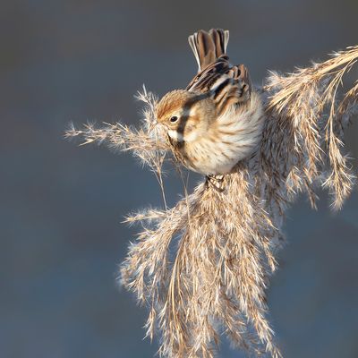 REED BUNTING - Emberiza schoeniclus - RIETGORS