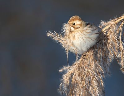 REED BUNTING - Emberiza schoeniclus - RIETGORS