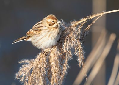 REED BUNTING - Emberiza schoeniclus - RIETGORS