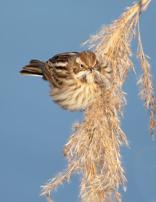 REED BUNTING - Emberiza schoeniclus - RIETGORS