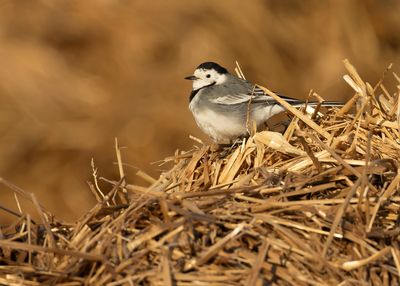 WHITE WAGTAIL - Motacilla alba - WITTE KWIKSTAART