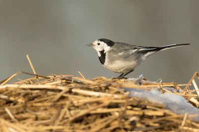 WHITE WAGTAIL - Motacilla alba - WITTE KWIKSTAART