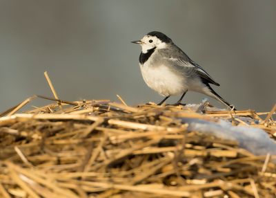 WHITE WAGTAIL - Motacilla alba - WITTE KWIKSTAART