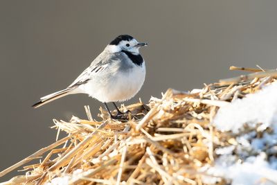 WHITE WAGTAIL - Motacilla alba - WITTE KWIKSTAART