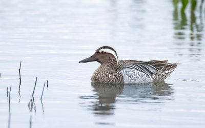 GARGANEY - Spatula querquedula - ZOMERTALING