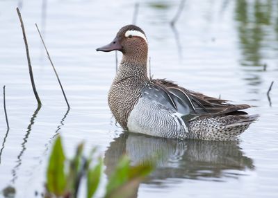 GARGANEY - Spatula querquedula - ZOMERTALING