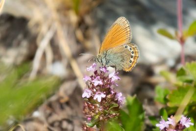 ALPENHOOIBEESTJE- Coenonympha gardetta - ALPINE HEATH - SATYRION