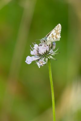 GROOT SPIKKELDIKKOPJE - Pyrgus alveus - LARGE GRIZZLED SKIPPER - HÉSPERIE DU FAUX BUIS