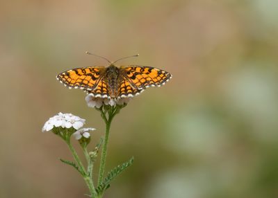 ZUIDELIJKE BOSPARELMOERVLINDER - Melitaea celadussa - SOUTHERN HEATH FRITILLARY - MÉLITÉE DE FRUHSTORFER