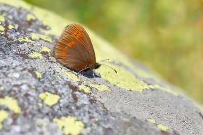 KARPATENBERGEREBIA- Erebia sudetica - SUDETEN RINGLET - MOIRÉ DES SUDÈTES
