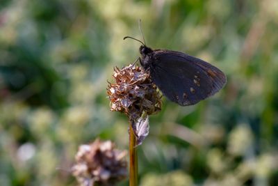 AMANDELOOGEREBIA - Erebia albergana - ALMOND-EYED RINGLET - MOIRÉ LANCÉOLÉ