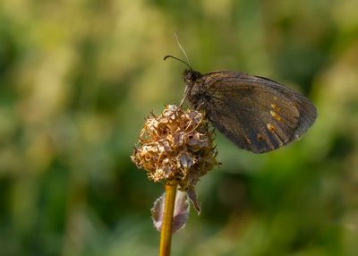 AMANDELOOGEREBIA - Erebia albergana - ALMOND-EYED RINGLET - MOIRÉ LANCÉOLÉ