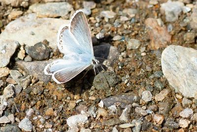  BLEEK BLAUWTJE - Lysandra coridon - CHALKHILL BLUE - BLEU NACRÉ