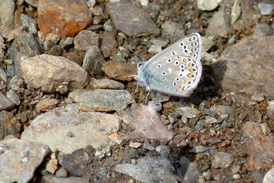 VLAGGEWIKKEBLAUWTJE - Polyommatus eros - EROS BLUE - AZURÉ DE L'OXYTROPIDE
