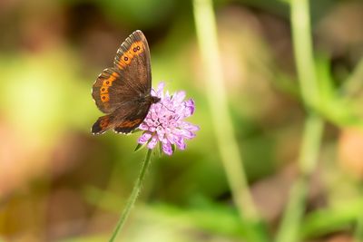  BOSEREBIA - Erebia ligea - ARRAN BROWN - MOIRÉ BLANC-FASCIÉ