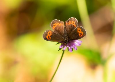  BOSEREBIA - Erebia ligea - ARRAN BROWN - MOIRÉ BLANC-FASCIÉ