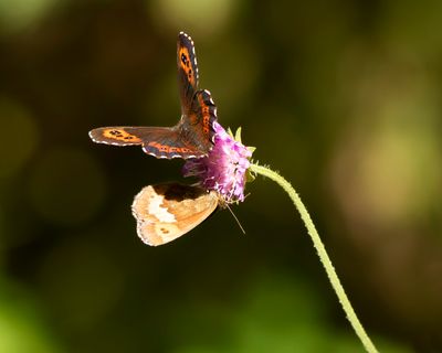  BOSEREBIA - Erebia ligea - ARRAN BROWN - MOIRÉ BLANC-FASCIÉ