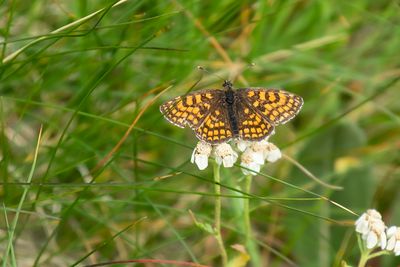 ZUIDELIJKE BOSPARELMOERVLINDER - Melitaea celadussa - SOUTHERN HEATH FRITILLARY - MÉLITÉE DE FRUHSTORFER