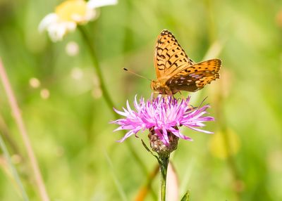 DARK GREEN FRITILLARY - Speyeria aglaja - GROTE PARELMOERVLINDER