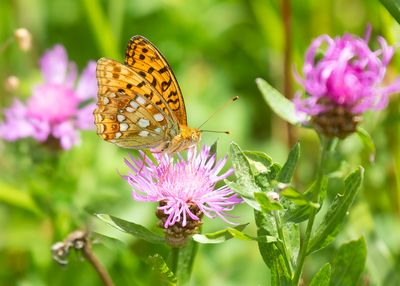 BOSRANDPARELMOERVLINDER - Fabriciana adippe - HIGH BROWN FRITILLARY - MOYEN NACRÉ