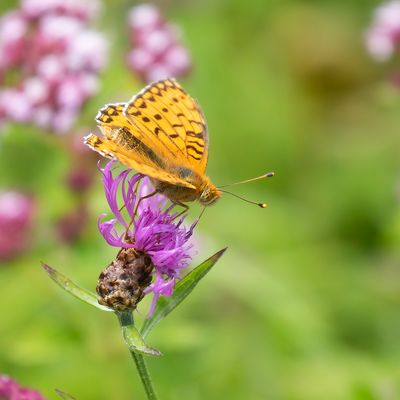GROTE PARELMOERVLINDER - Speyeria aglaja - DARK GREEN FRITILLARY - GRAND NACRÉ