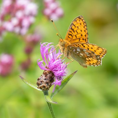 DARK GREEN FRITILLARY - Speyeria aglaja - GROTE PARELMOERVLINDER